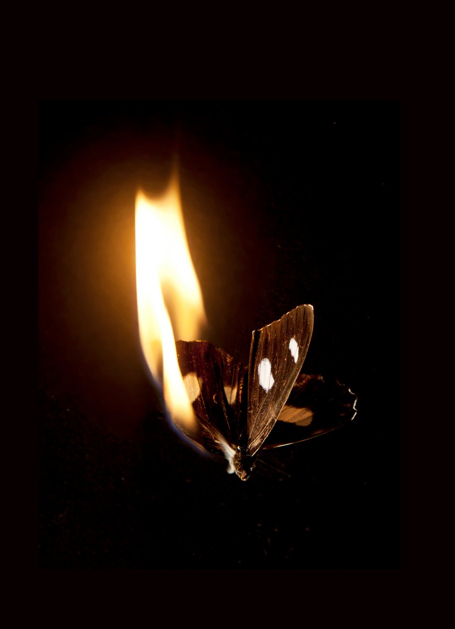 Palava perhonen 21, 2013 (Lambda print) tekijältä Mat Collishaw