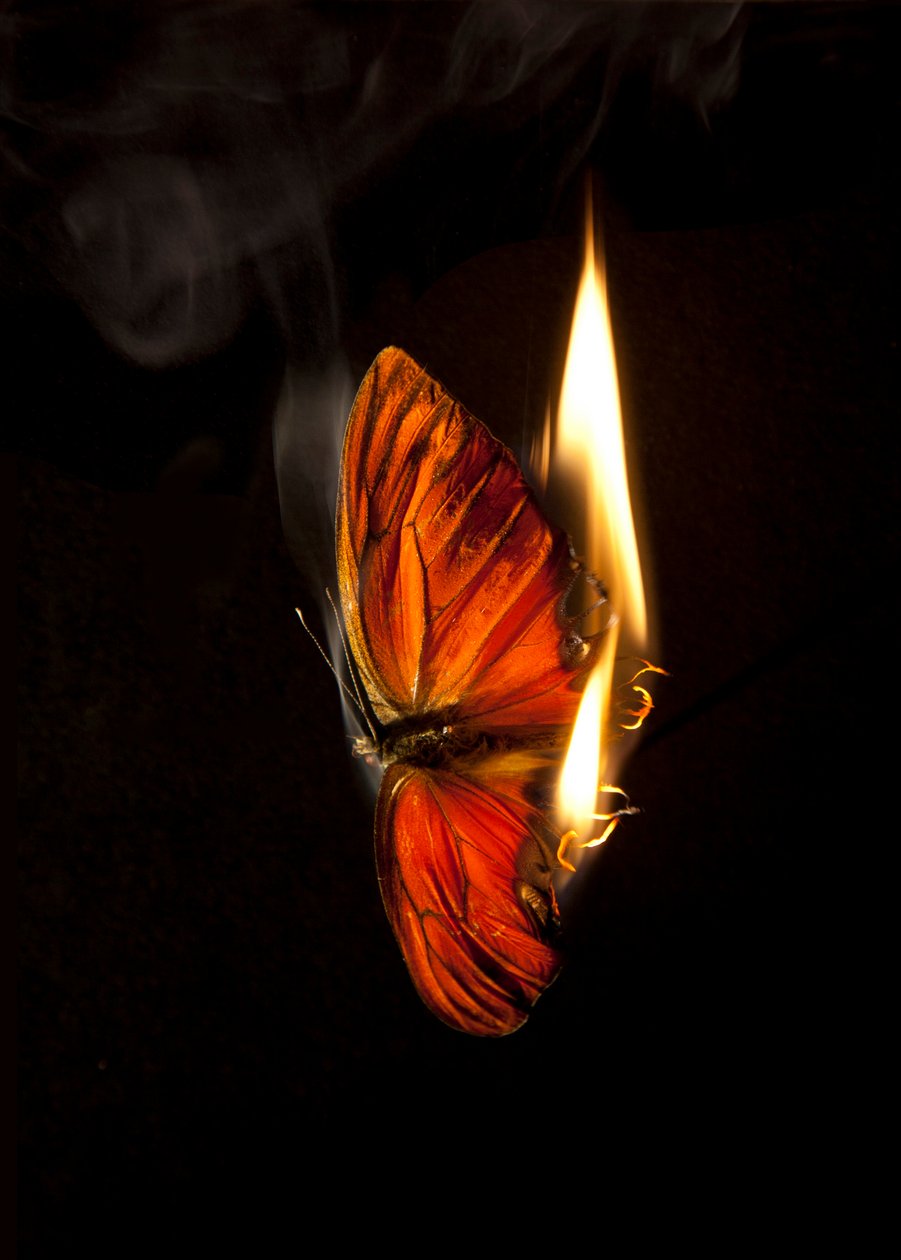Polttava perhonen 4, 2013 (Lambda print) tekijältä Mat Collishaw