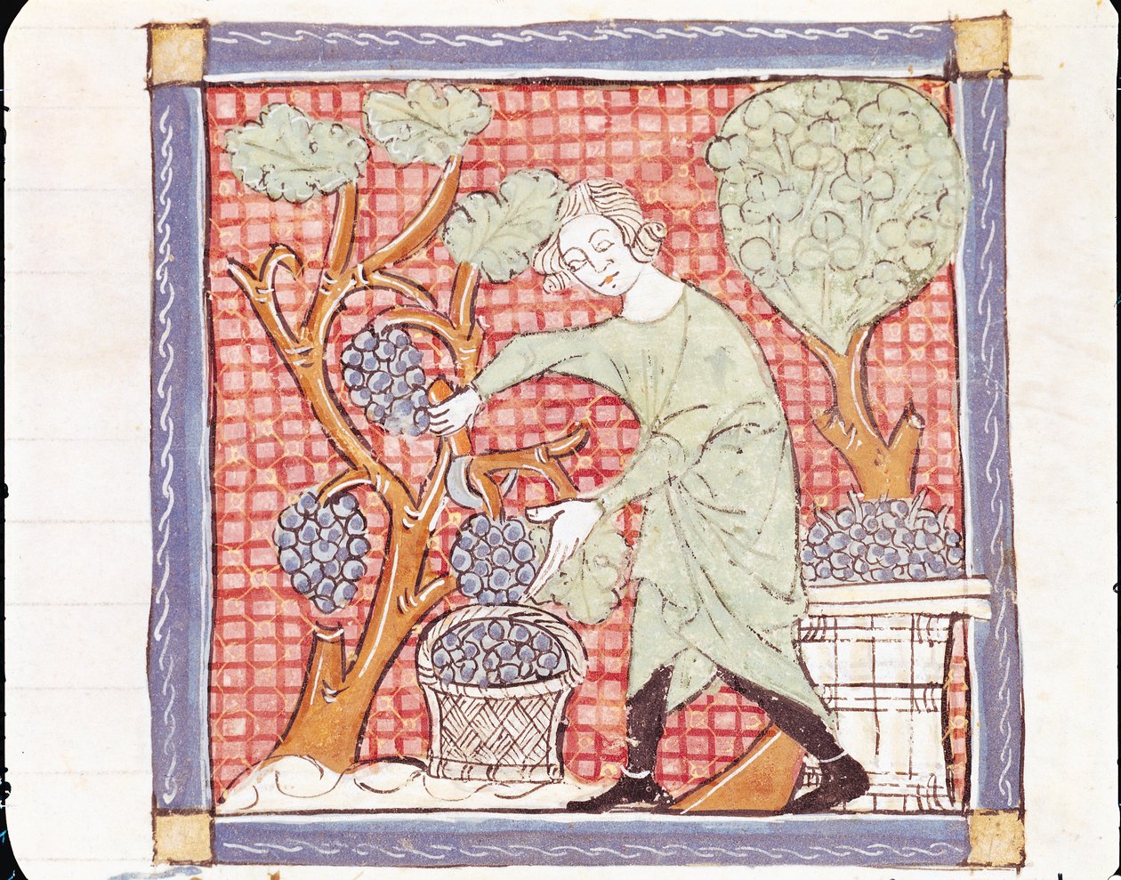 Fol.59r syyskuu: Sadonkorjuu tekijältä Matfre Ermengaut