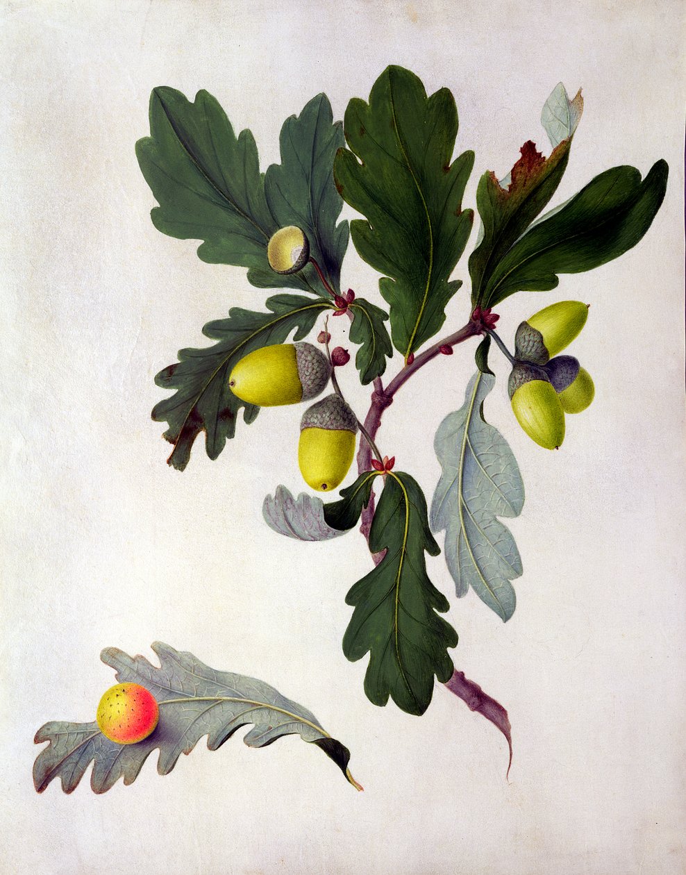 Quercus (wc ja guassi lyijykynän päällä vellum) tekijältä Matilda Conyers