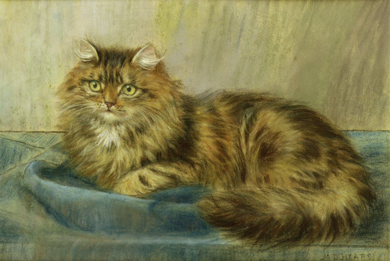 Persialainen kissa pastelli tekijältä Maud D. Heaps