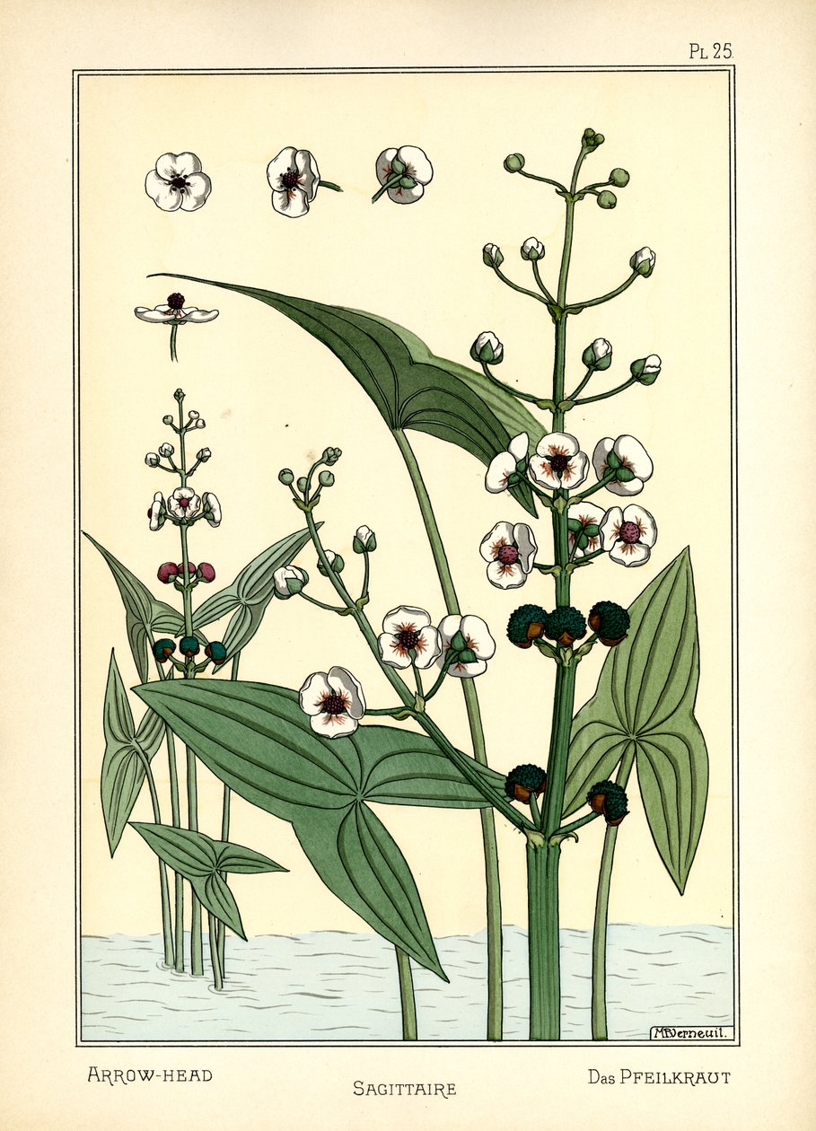 Nuolenpää (väri litho) tekijältä Maurice Pillard Verneuil