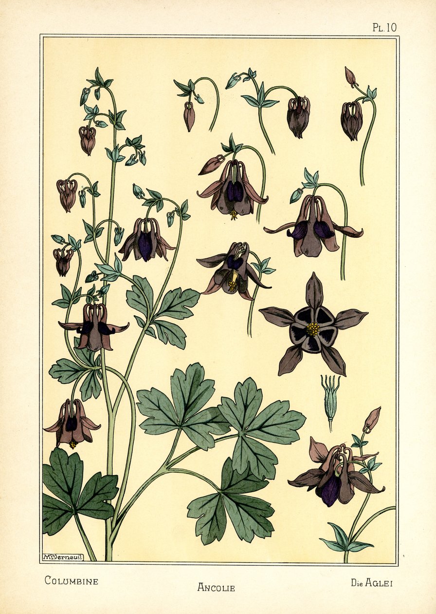 Columbine (väri litho) tekijältä Maurice Pillard Verneuil