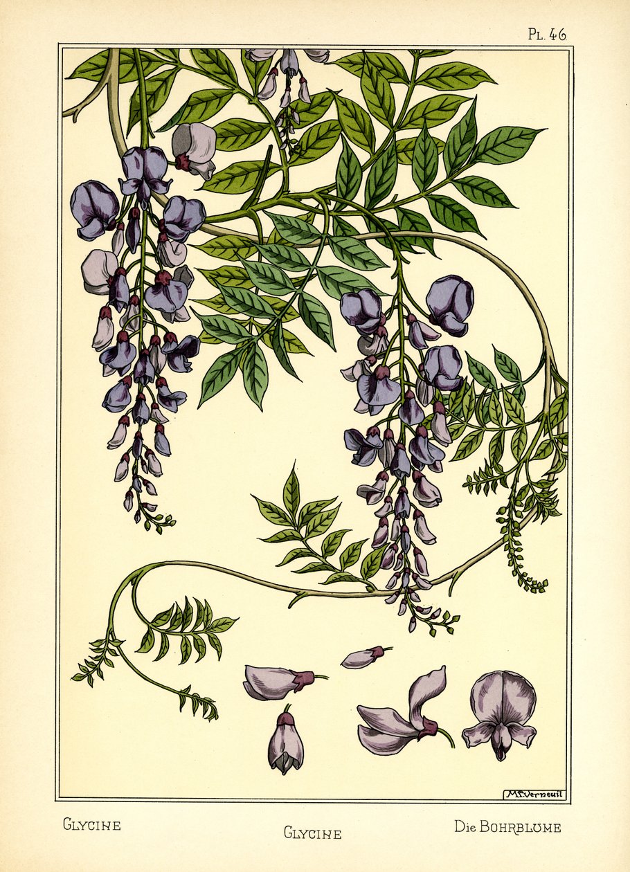The Glycine (väri litho) tekijältä Maurice Pillard Verneuil