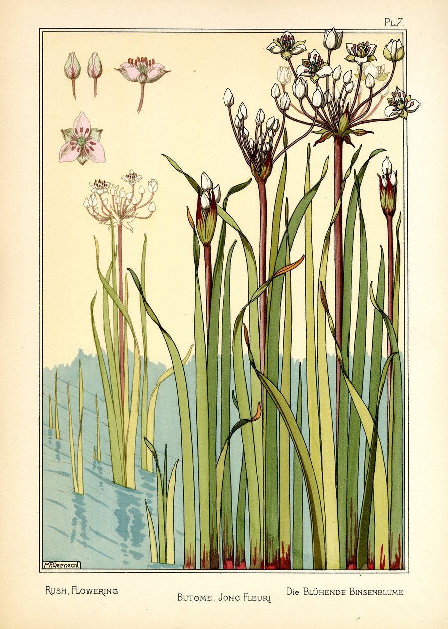 The Rush Flowering (väri litho) tekijältä Maurice Pillard Verneuil