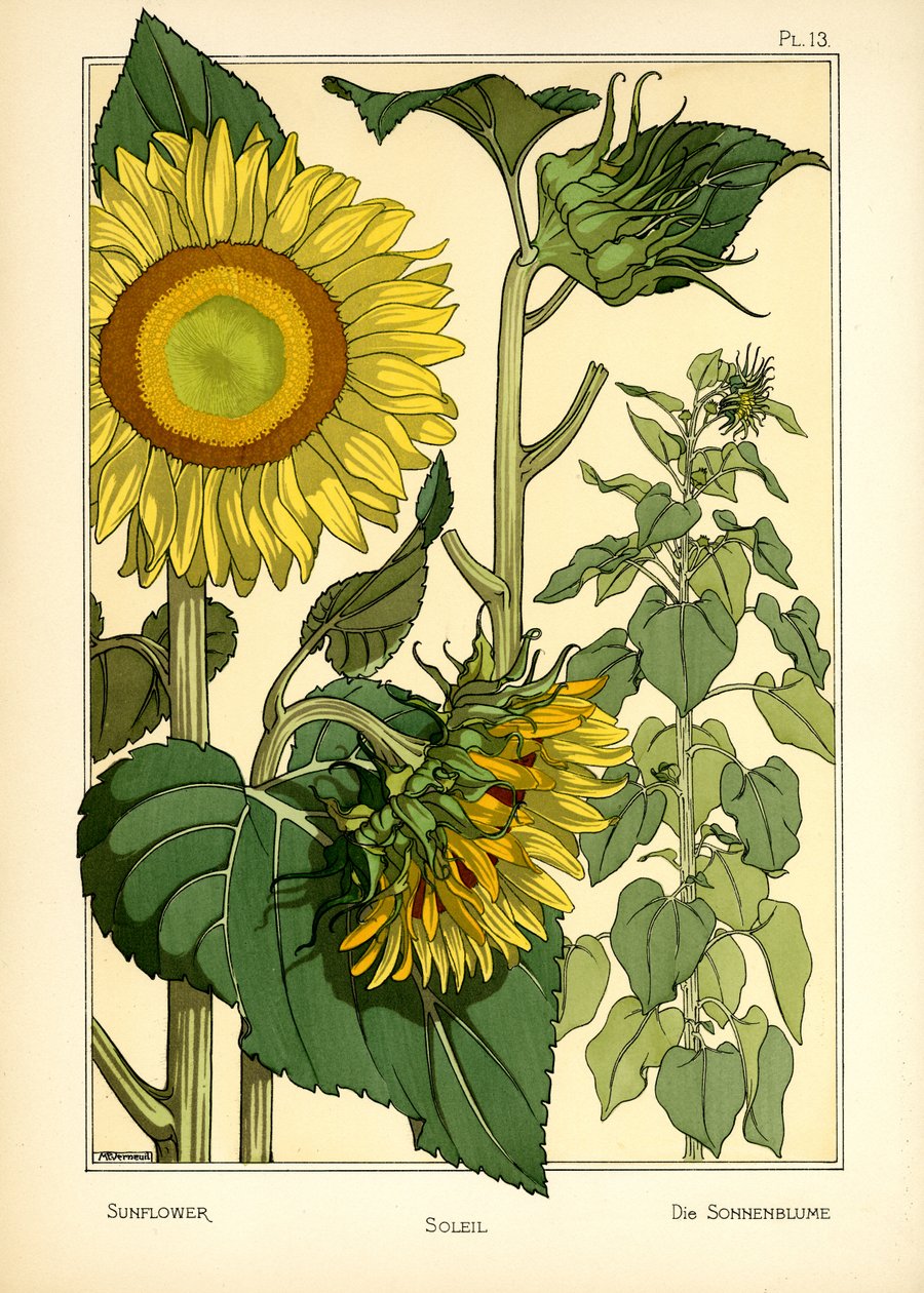 Auringonkukka (väri litho) tekijältä Maurice Pillard Verneuil