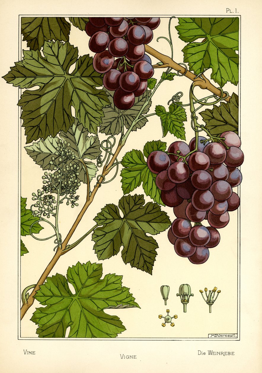 Vine (väri litho) tekijältä Maurice Pillard Verneuil