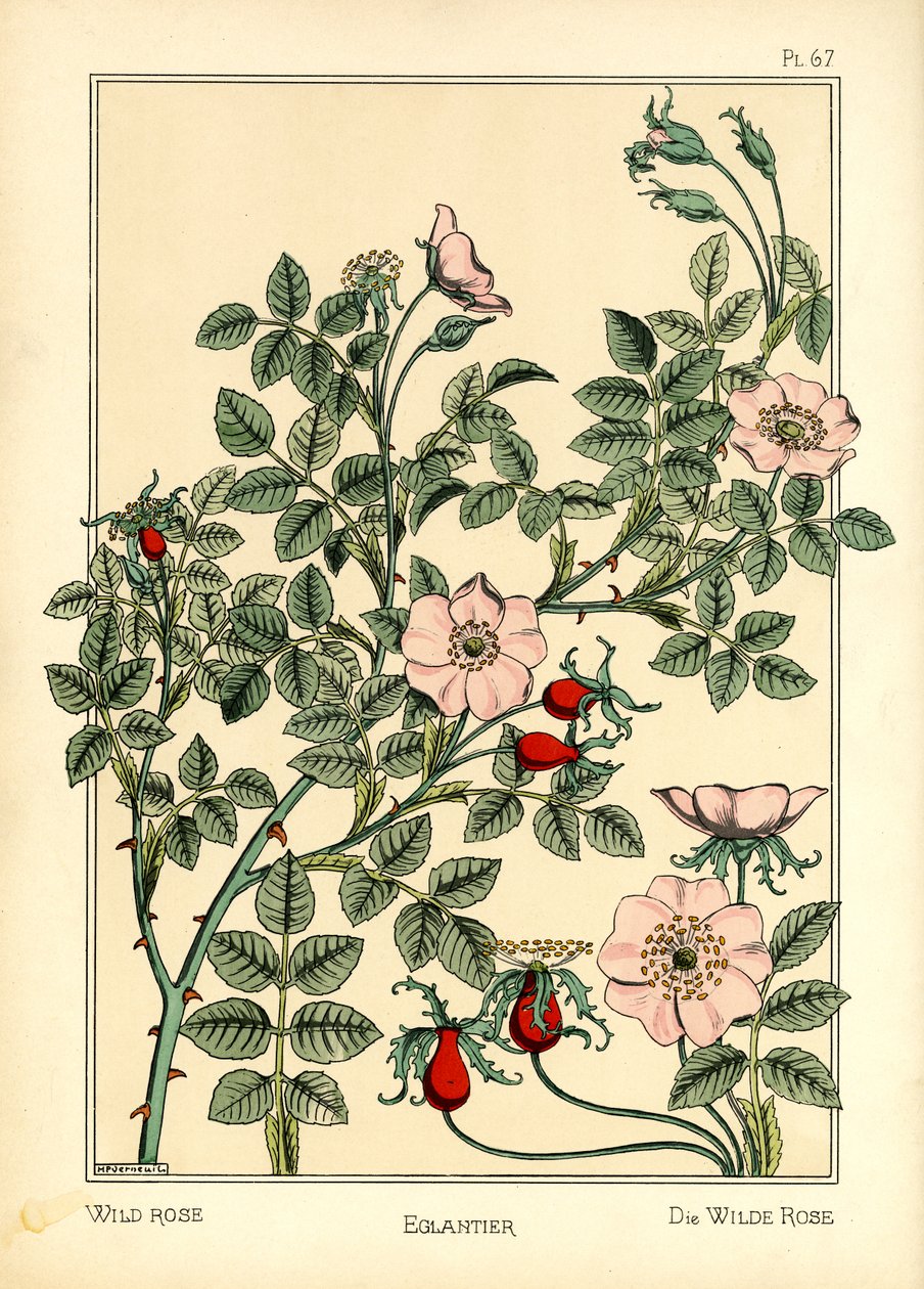 Villi ruusu (väri litho) tekijältä Maurice Pillard Verneuil