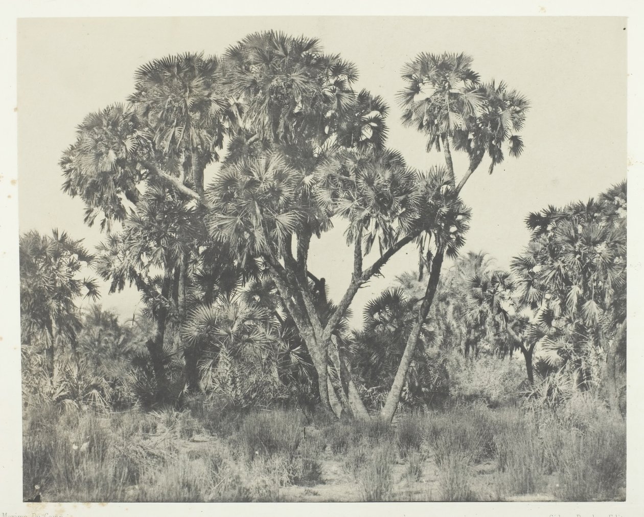 Palmupuut Doums, Ylä-Egypti, 184951, painettu 1852. tekijältä Maxime Du Camp