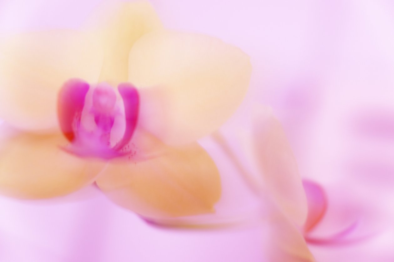 vaaleanpunainen ORCHID tekijältä Melanie Hermine Lichterfeld