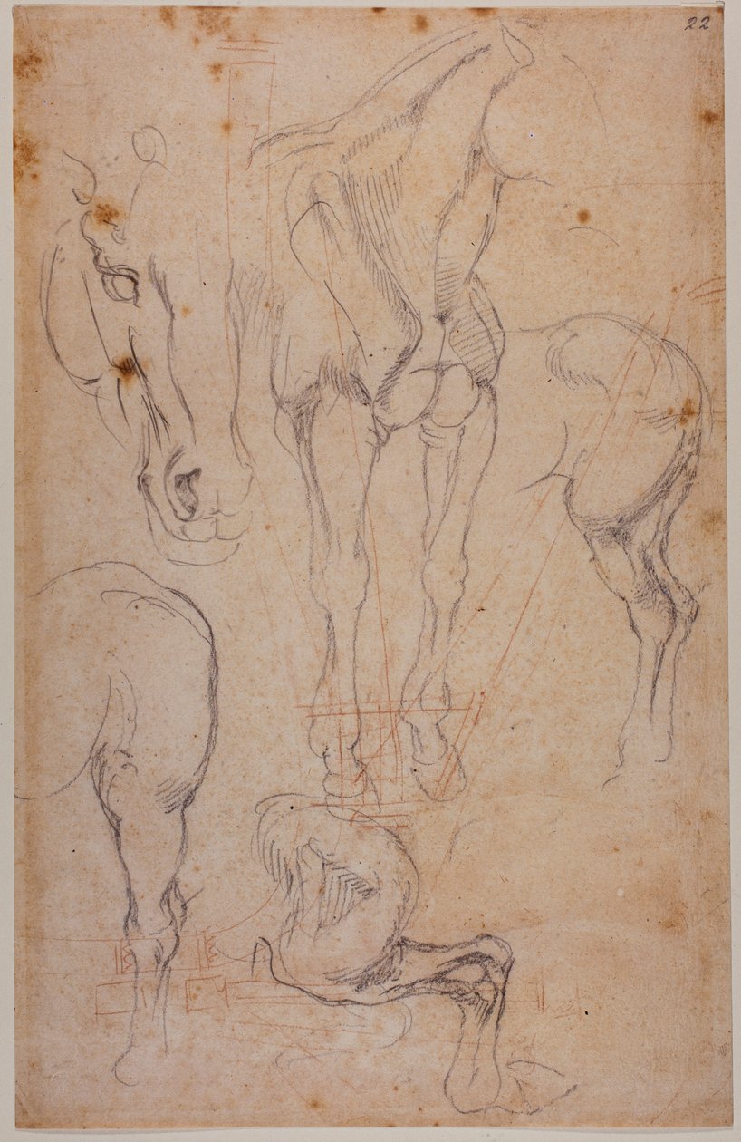 Hevosen anatomiset tutkimukset tekijältä Michelangelo Buonarroti