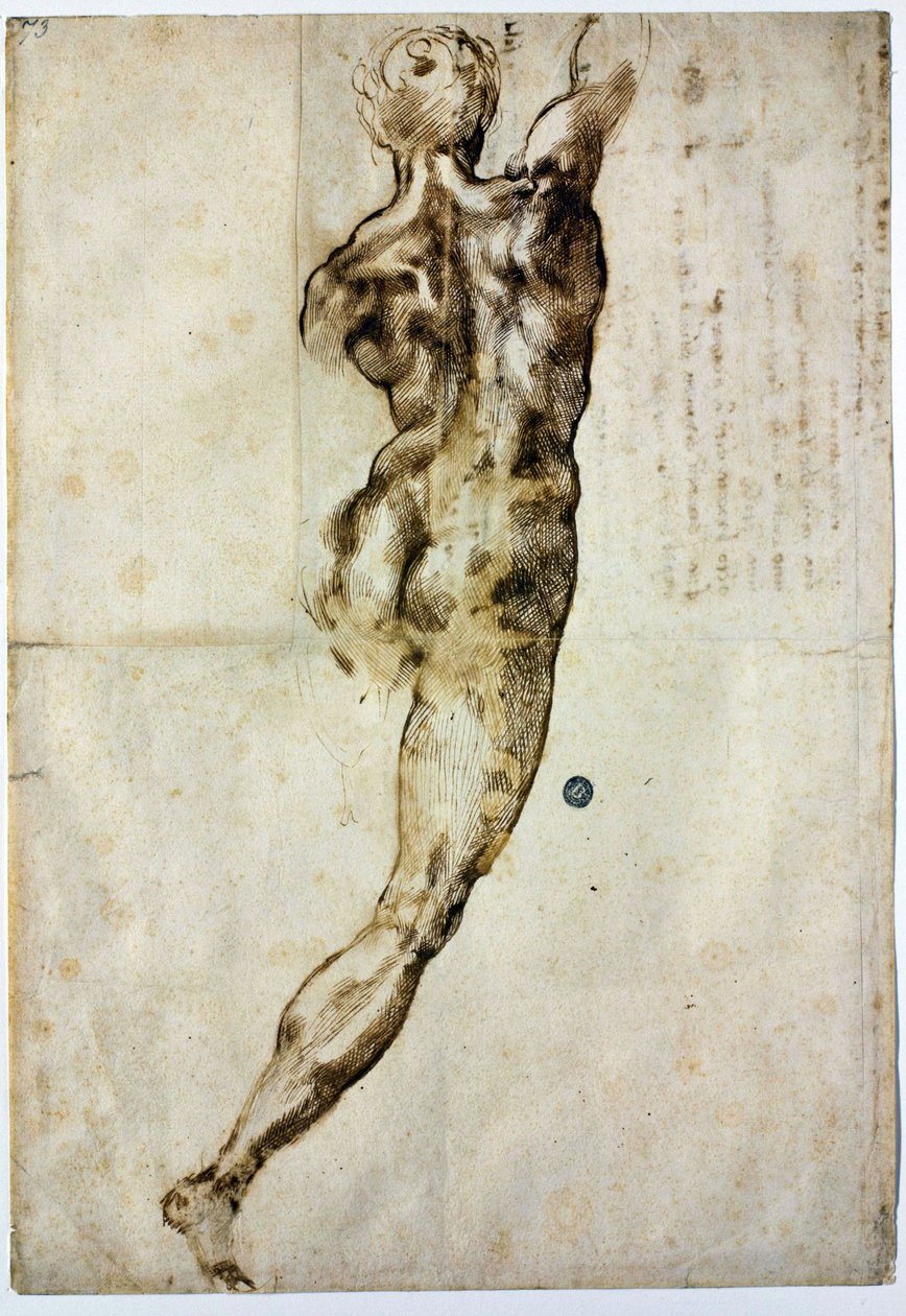 Alaston takaa, c. 1504 tekijältä Michelangelo Buonarroti