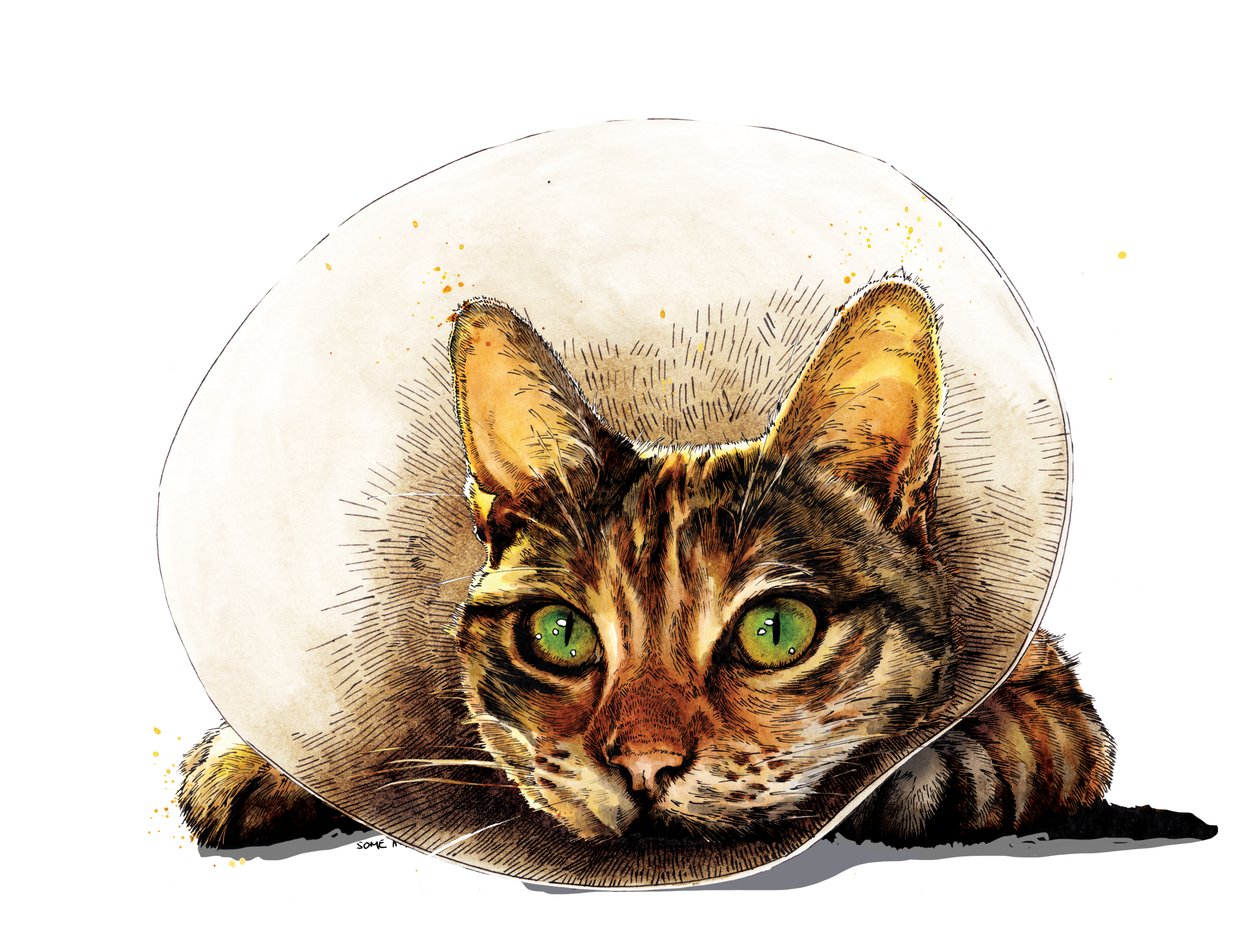 Get Well Cat on White, 2020 tekijältä Mike Davis