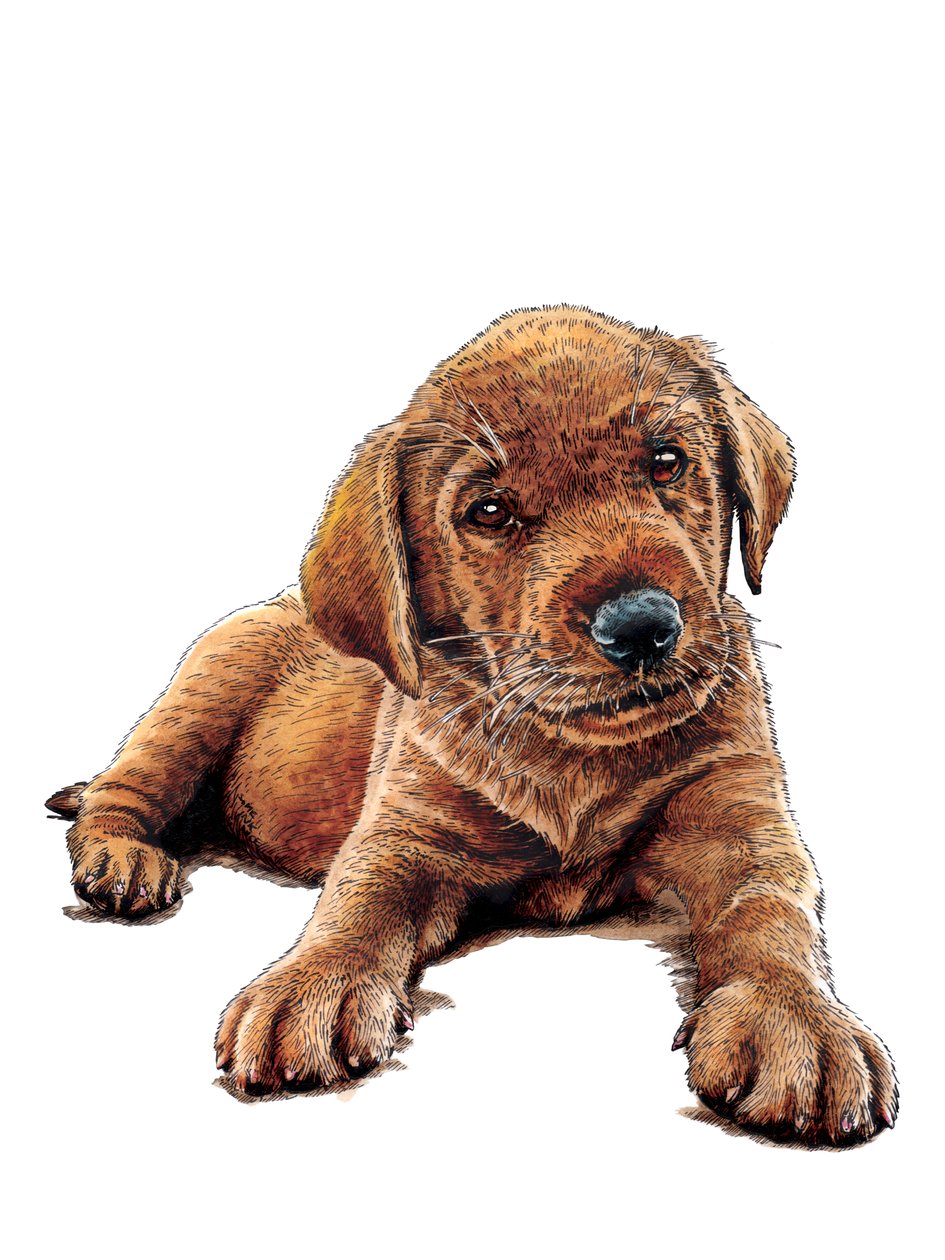 Marge The Puppy on White, 2021 tekijältä Mike Davis