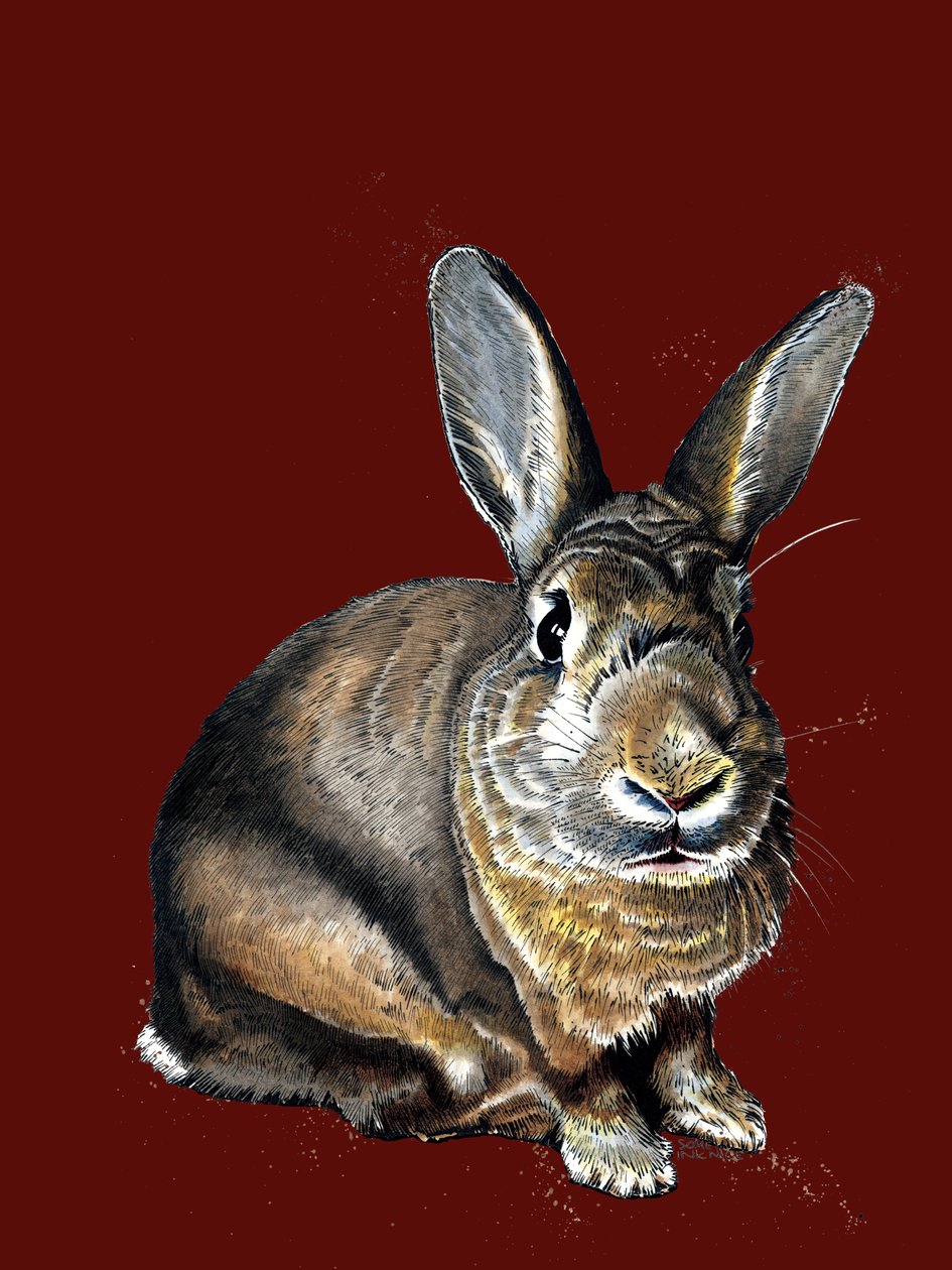 Meg The Bunny on Red Oxide, 2020 tekijältä Mike Davis
