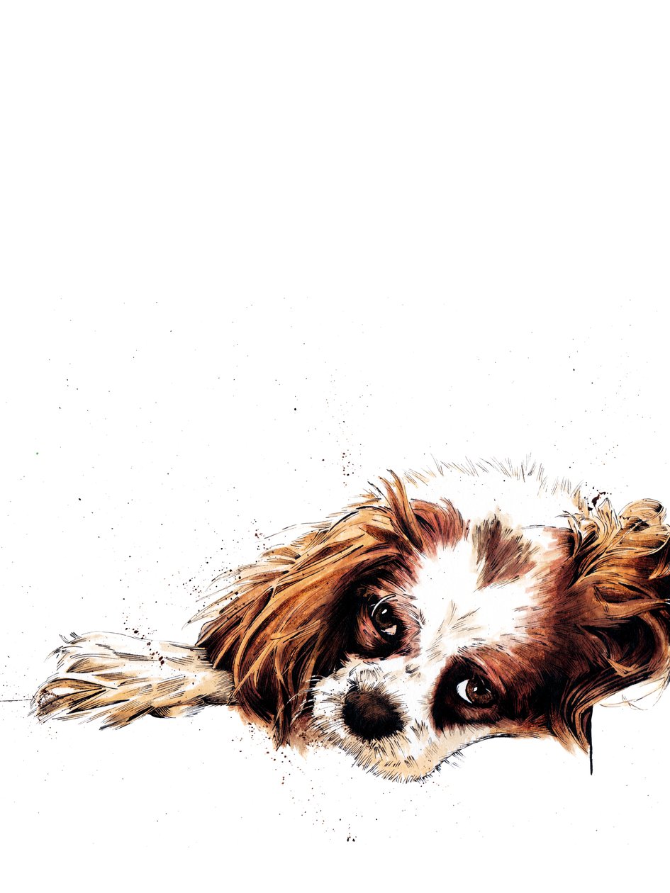 Meg The Spaniel on White, 2020 tekijältä Mike Davis
