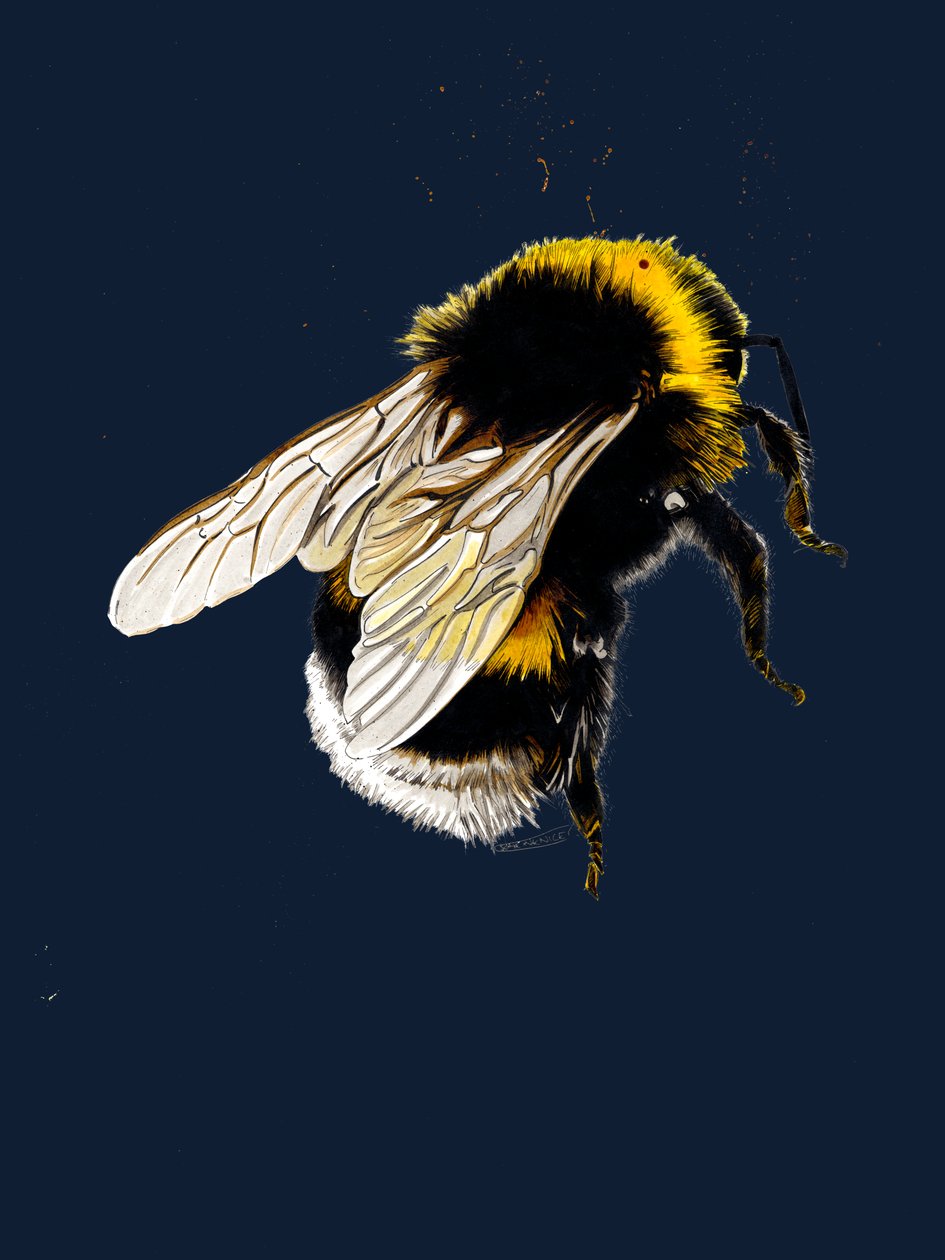 The Bee on Midnight Blue, 2020 tekijältä Mike Davis
