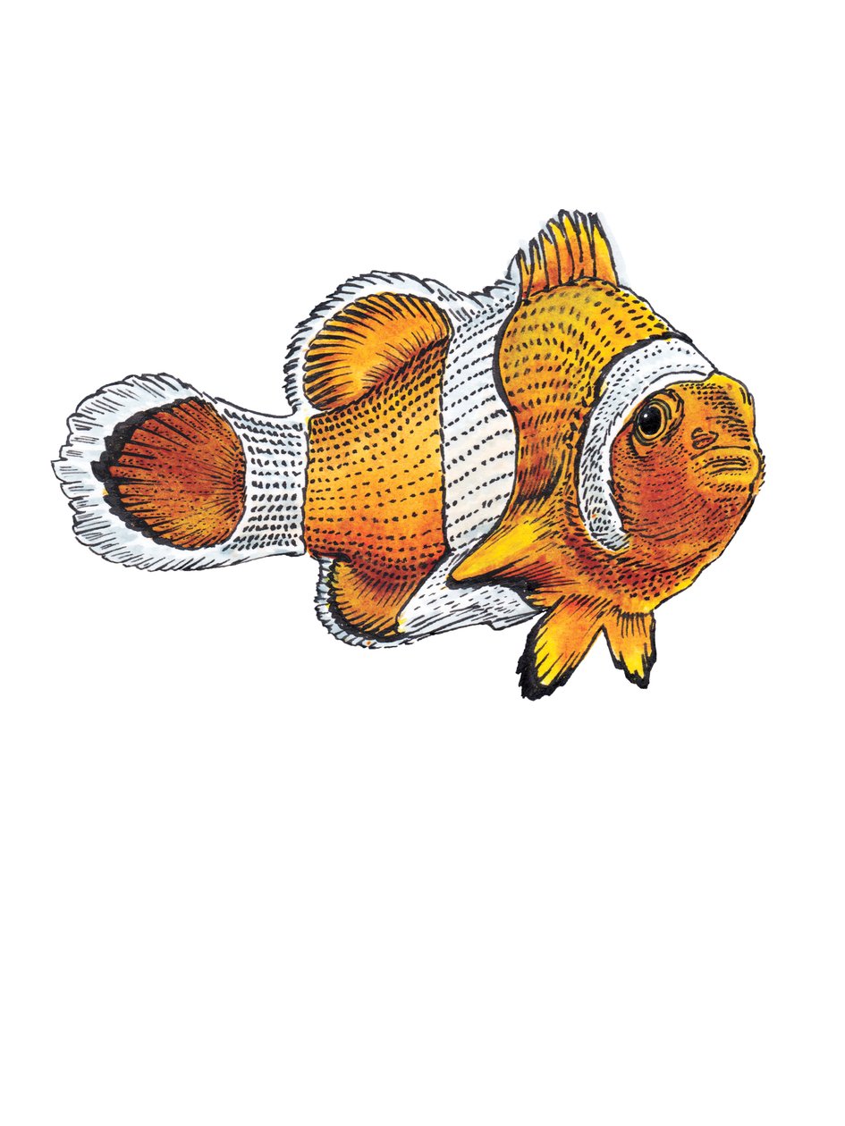 Clownfish on White, 2022 tekijältä Mike Davis