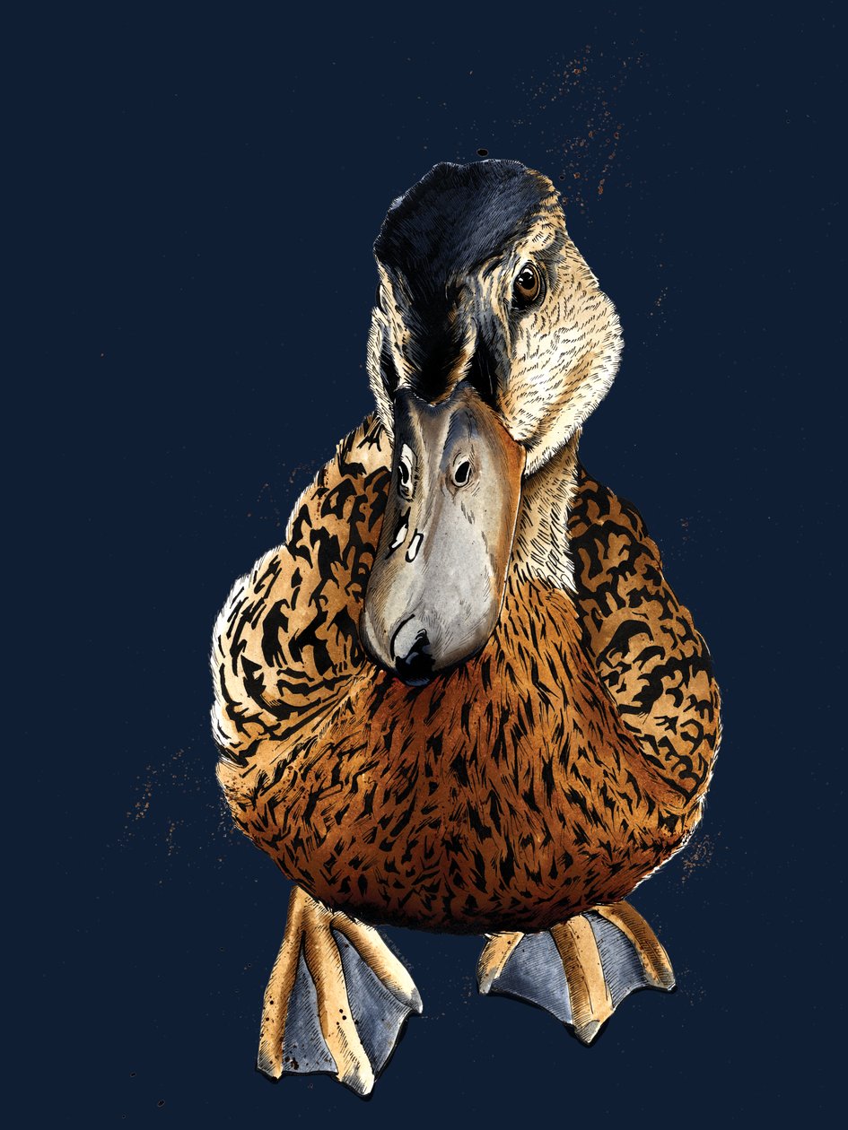 The Duck on Midnight Blue, 2020 tekijältä Mike Davis