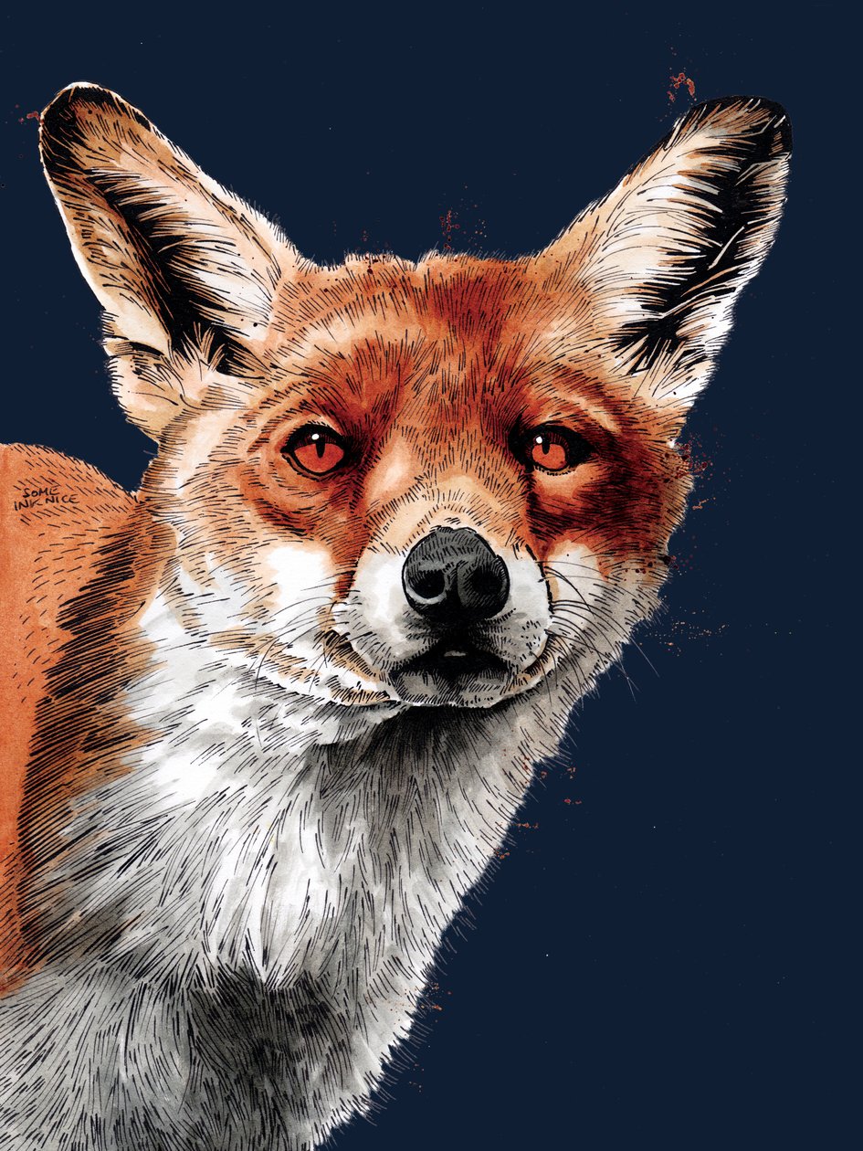 The Fox on Midnight Blue, 2020 tekijältä Mike Davis