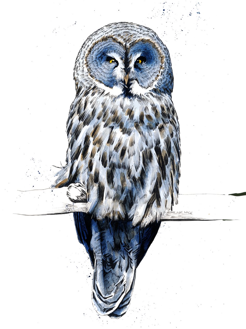 Suuri harmaa pöllö valkoisella, 2019 tekijältä Mike Davis