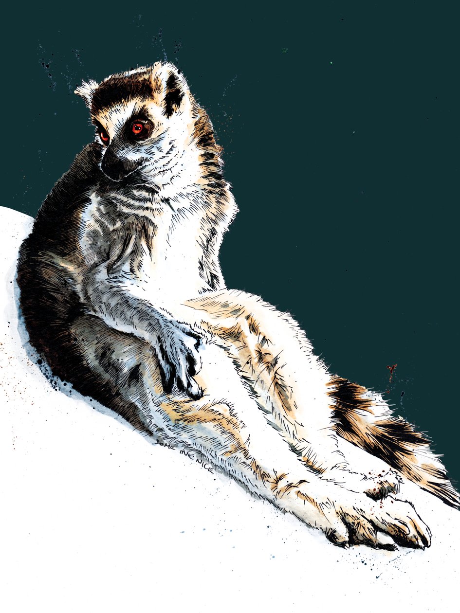 The Lazy Lemur on Midnight Blue, 2020 tekijältä Mike Davis