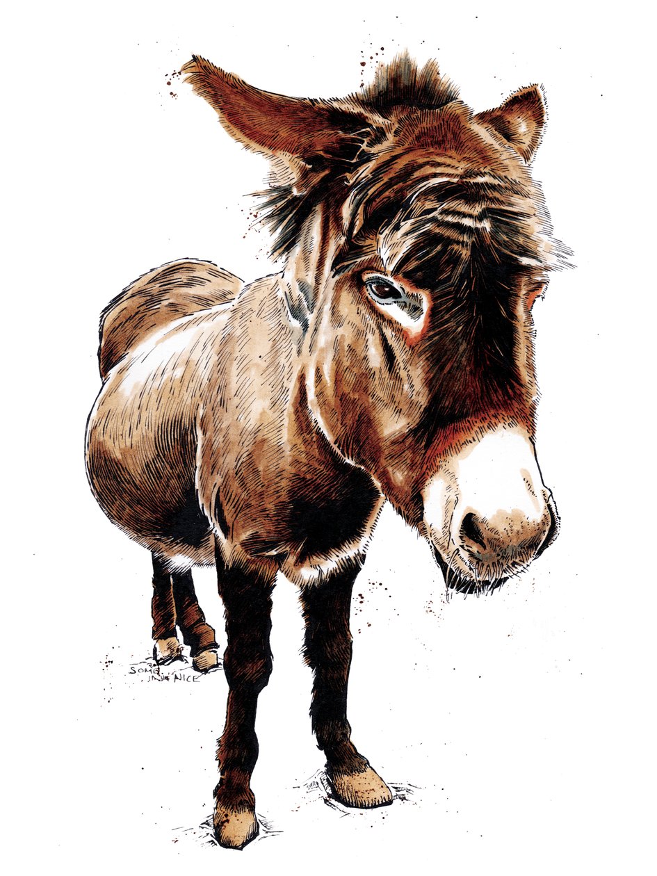 The Little Donkey on White, 2020 finès tekijältä Mike Davis