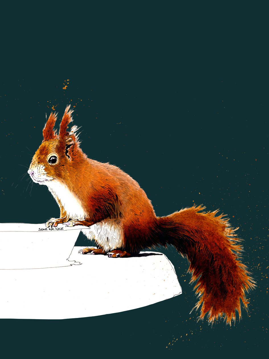 The Red Squirrel on Deep Cyan, 2020 tekijältä Mike Davis