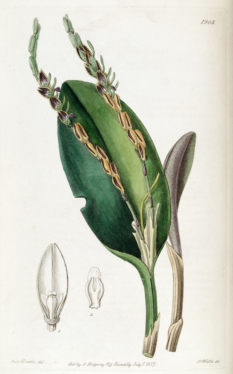 Acianthera saurocephala (syn. Pleurothallis saurocephala) tekijältä Miss Drake