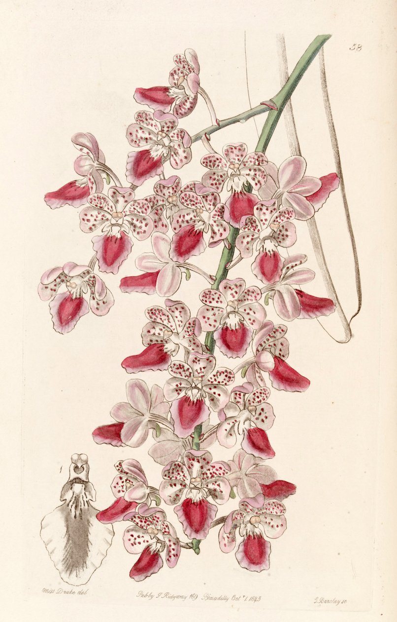 Aerides maculosa (Aerides maculosumina) tekijältä Miss Drake