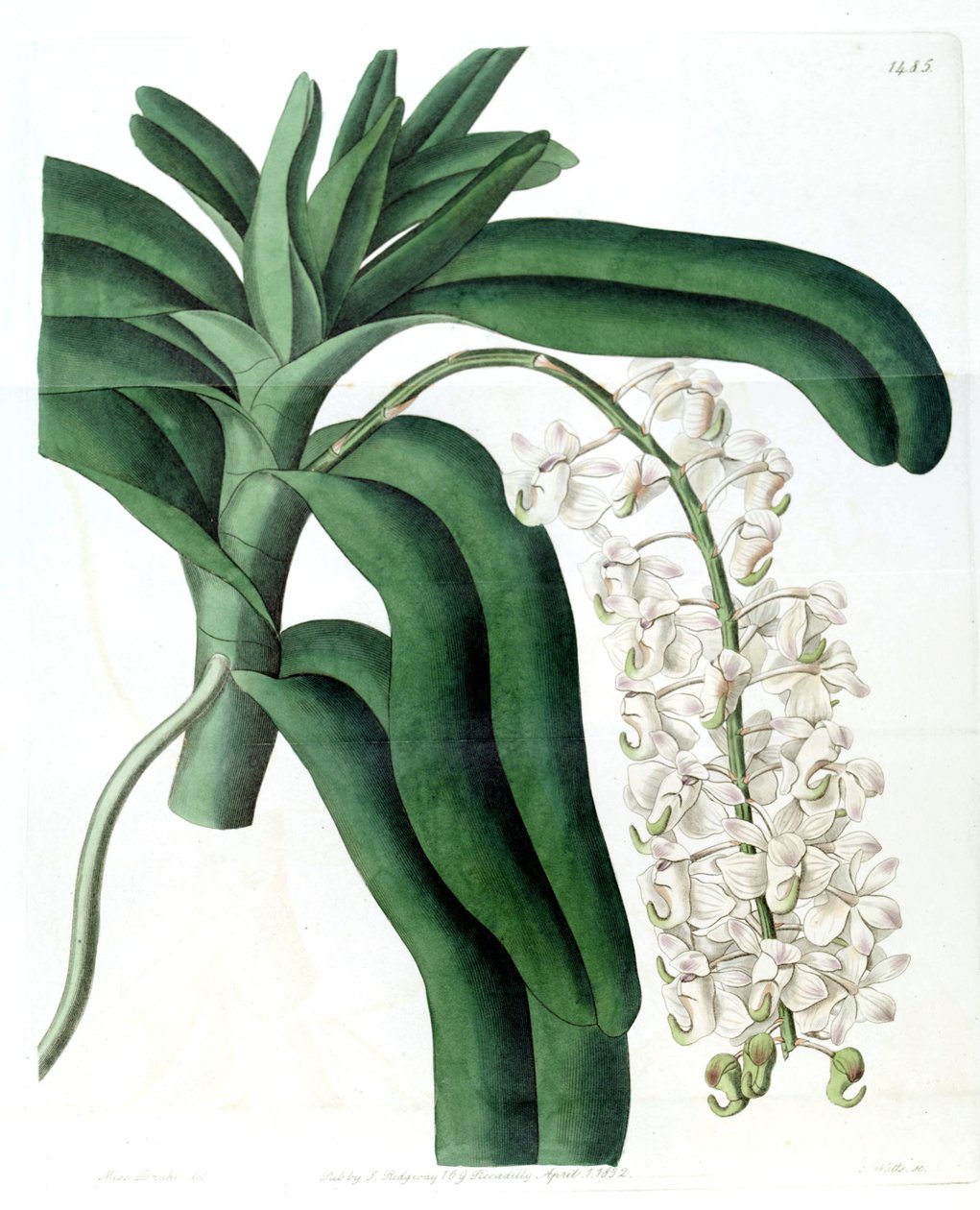 Aerides odoratum (syn. Aerides cornutum) tekijältä Miss Drake