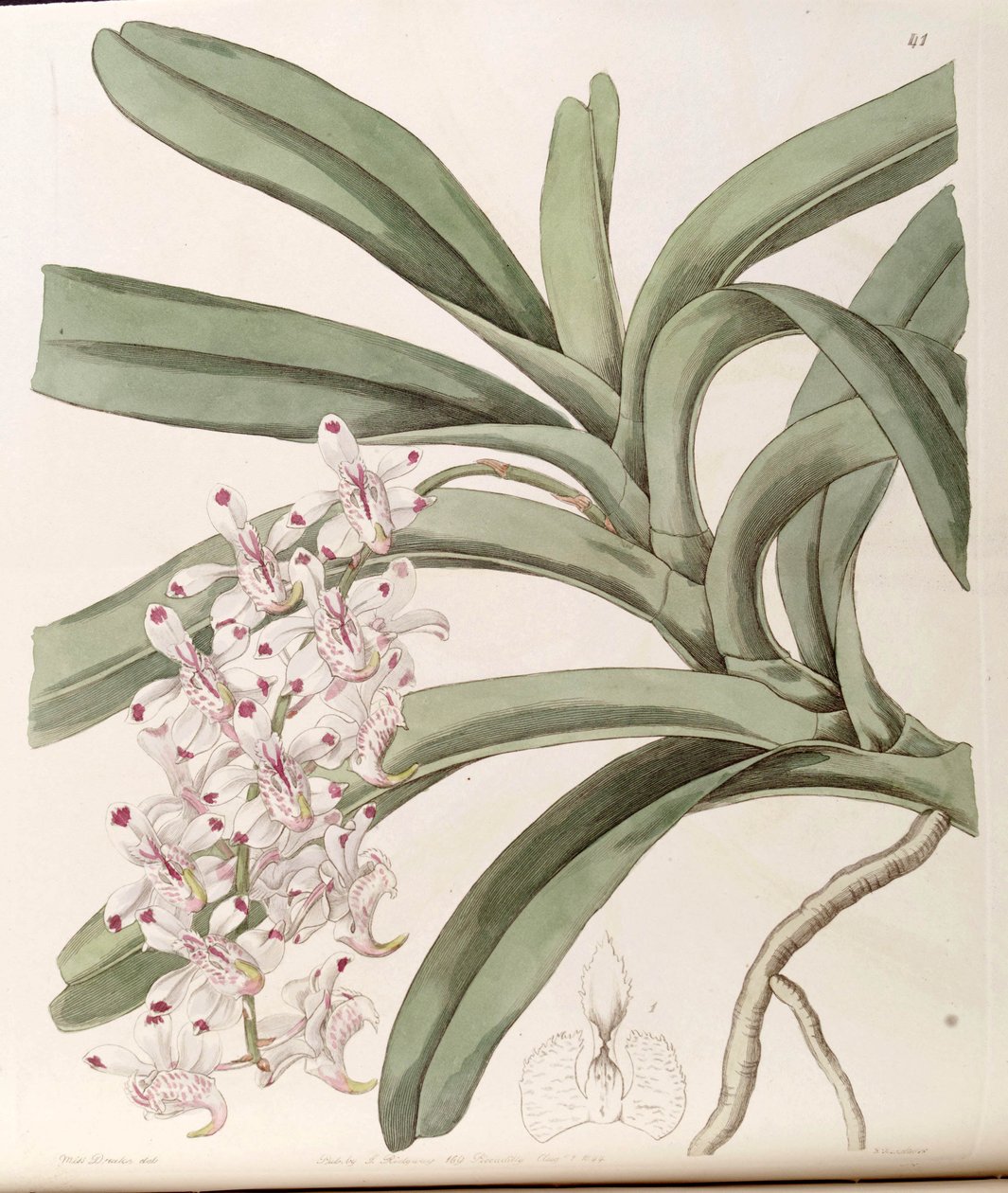 Aerides odoratum (syn. Aerides virens) tekijältä Miss Drake