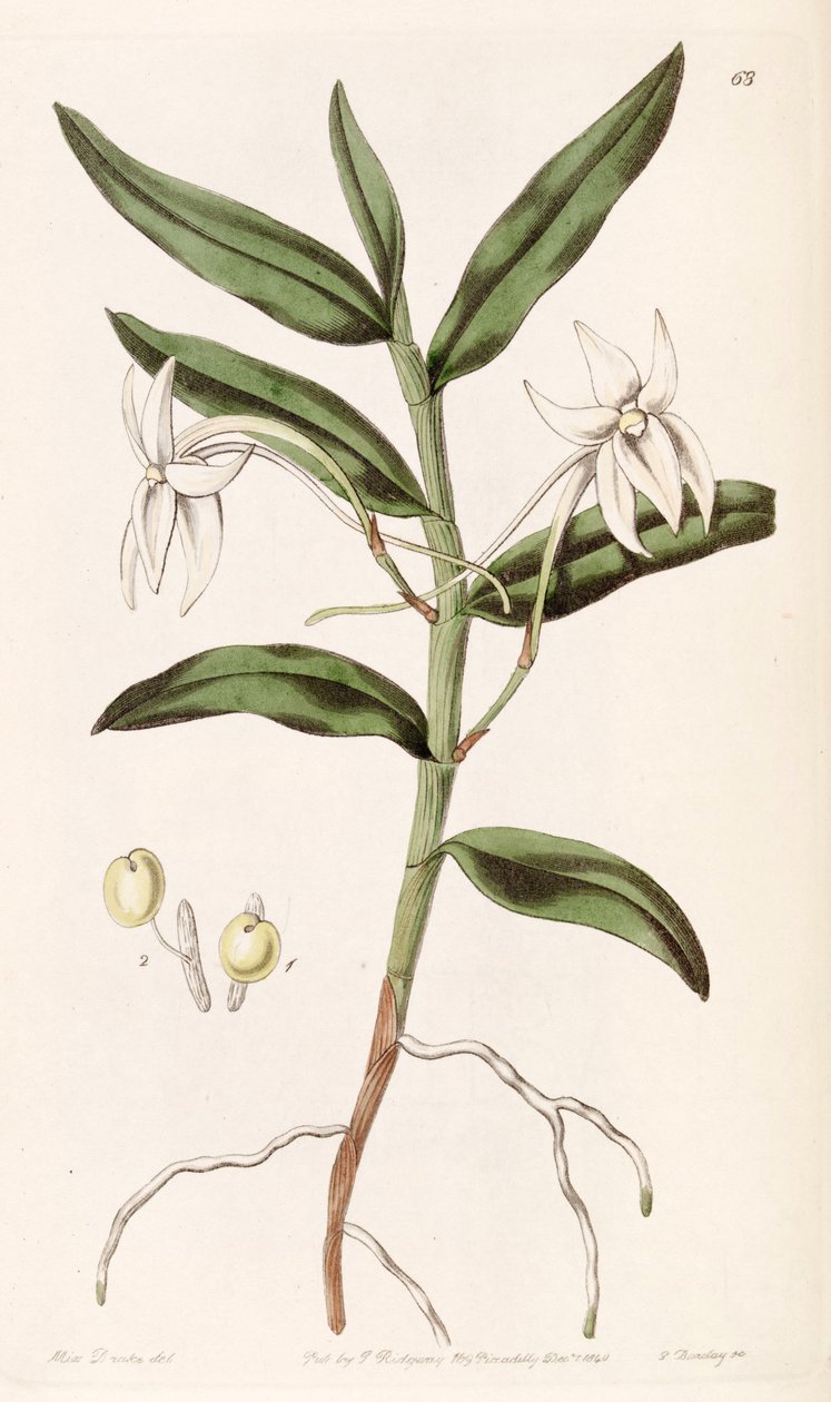Angraecum mauritianum (syn. Angraecum gladiifolium) tekijältä Miss Drake