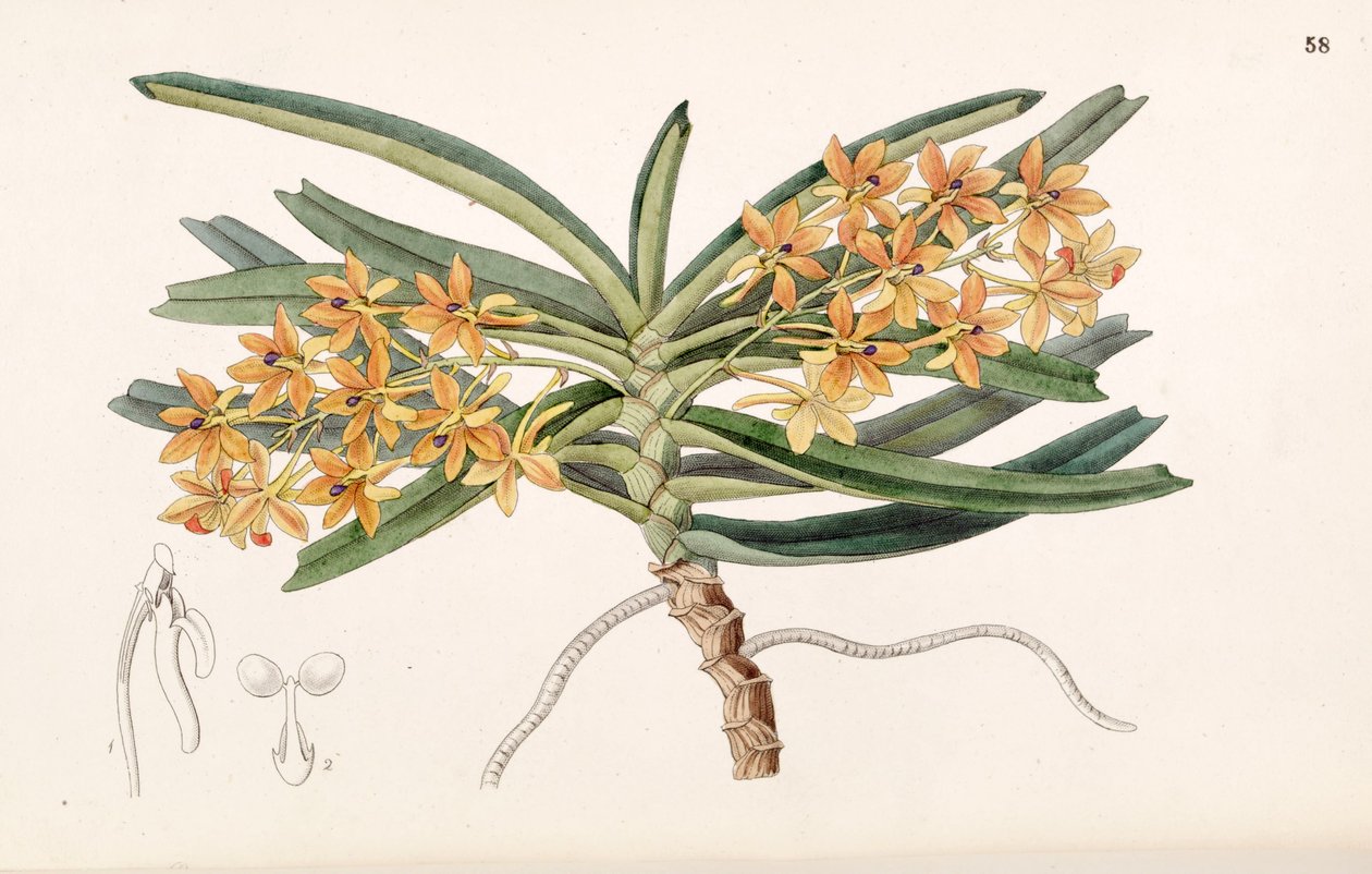 Ascocentrum miniatum (syn. Saccolabium miniatum) tekijältä Miss Drake