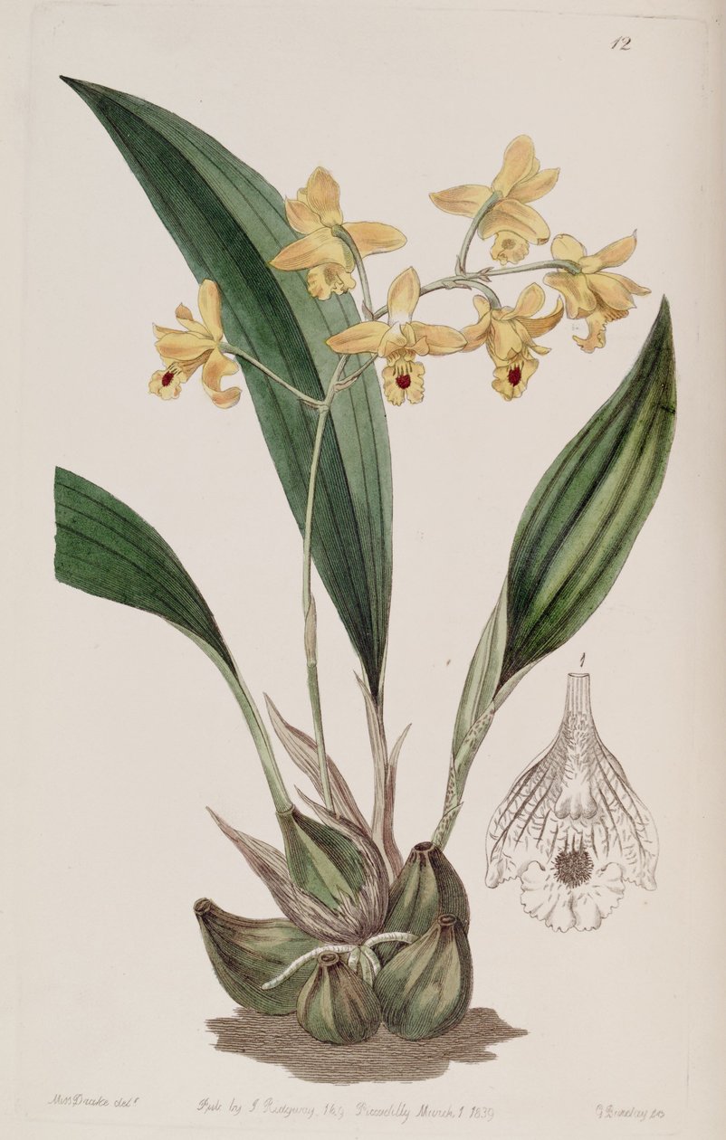 Bifrenaria vitellina (syn. Maxillaria vitellina) tekijältä Miss Drake