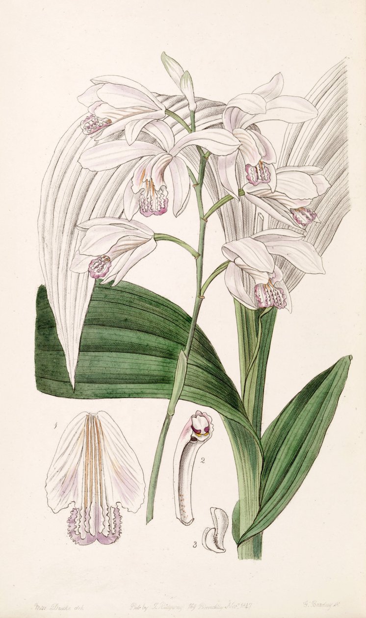 Bletilla striata (syn. Bletia gebina) tekijältä Miss Drake