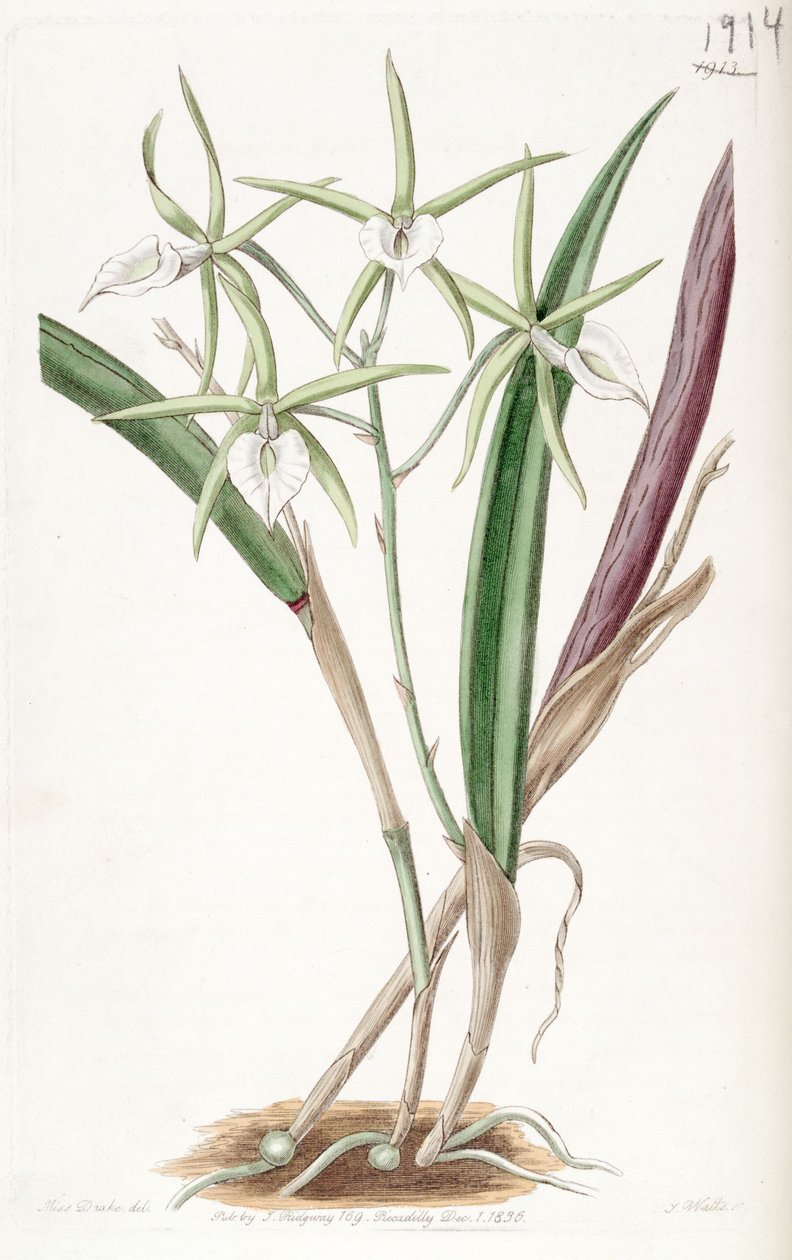 Brassavola subulifolia (syn. Brassavola cordata) tekijältä Miss Drake