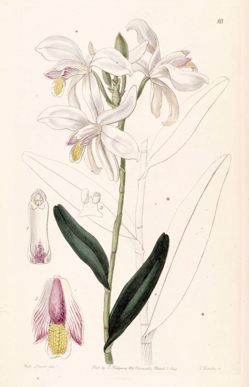 Bromheadia finlaysoniana (syn. Bromheadia palustris) tekijältä Miss Drake