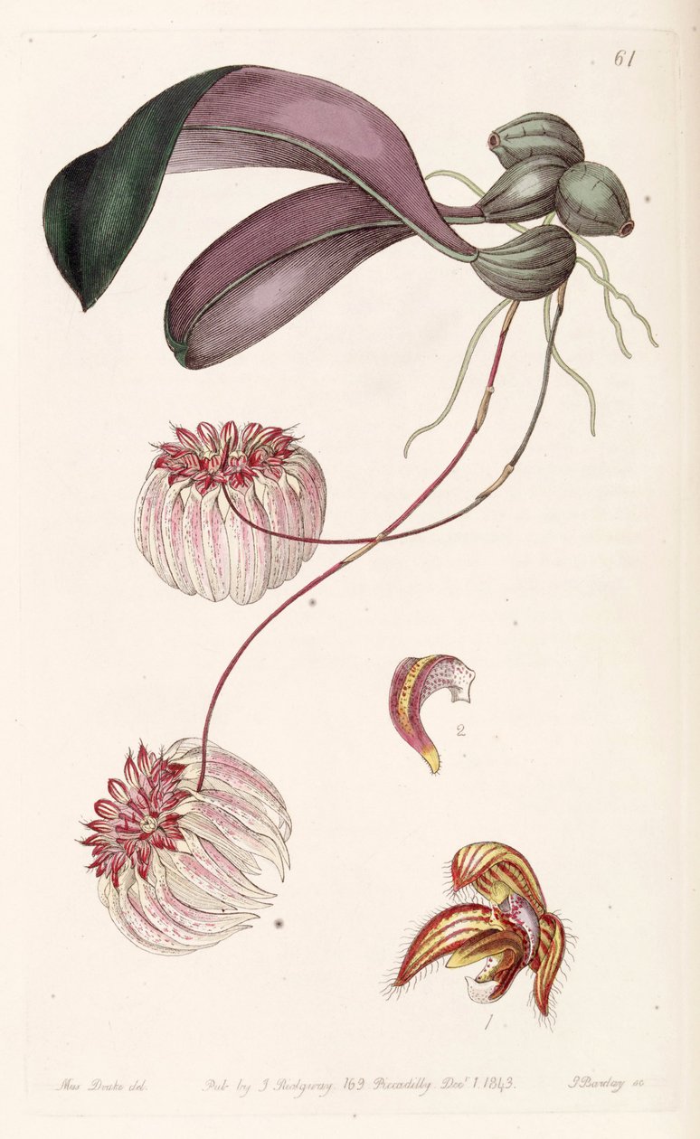 Bulbophyllum auratum (syn. Cirrhopetalum auratum) tekijältä Miss Drake