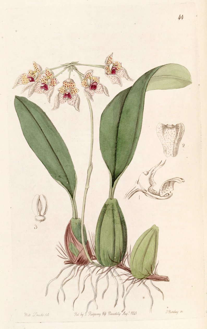 Bulbophyllum umbellatum (speltti Bolbophyllum umbellatum) tekijältä Miss Drake