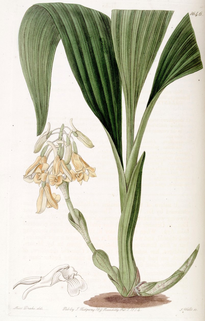 Calanthe densiflora tekijältä Miss Drake