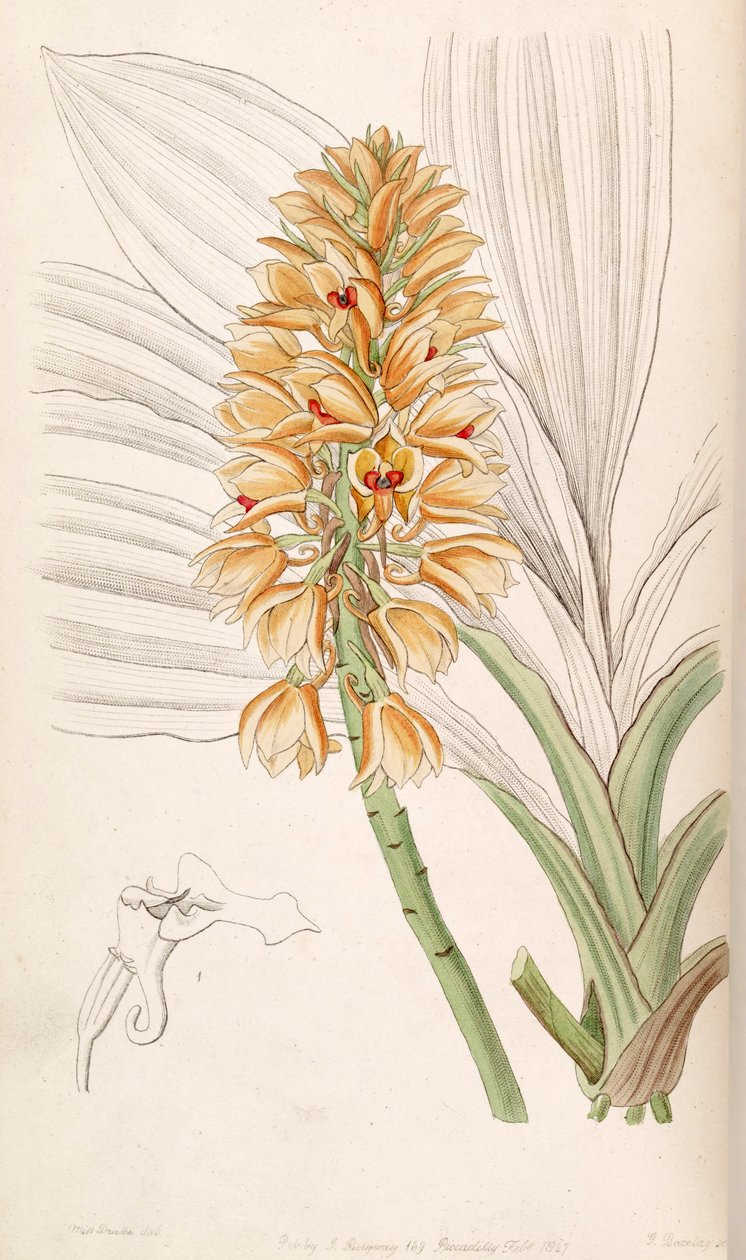 Calanthe pulchra (syn. Calanthe curculigoides) tekijältä Miss Drake