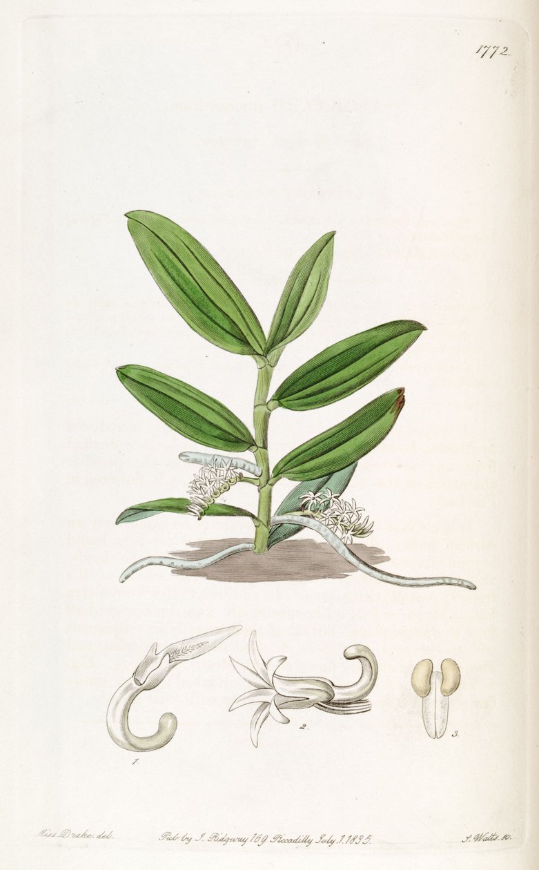 Campylocentrum micranthum (syn. Angraecum micranthum) tekijältä Miss Drake