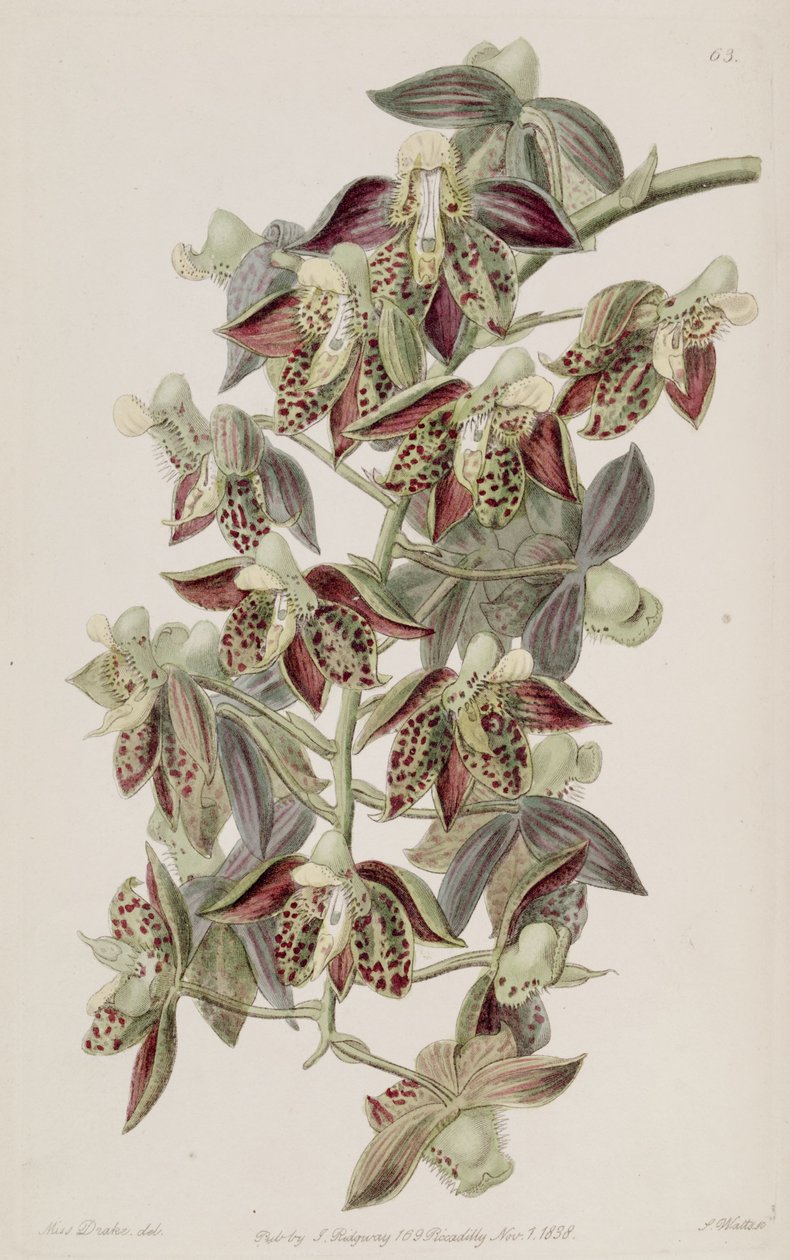 Catasetum atratum tekijältä Miss Drake