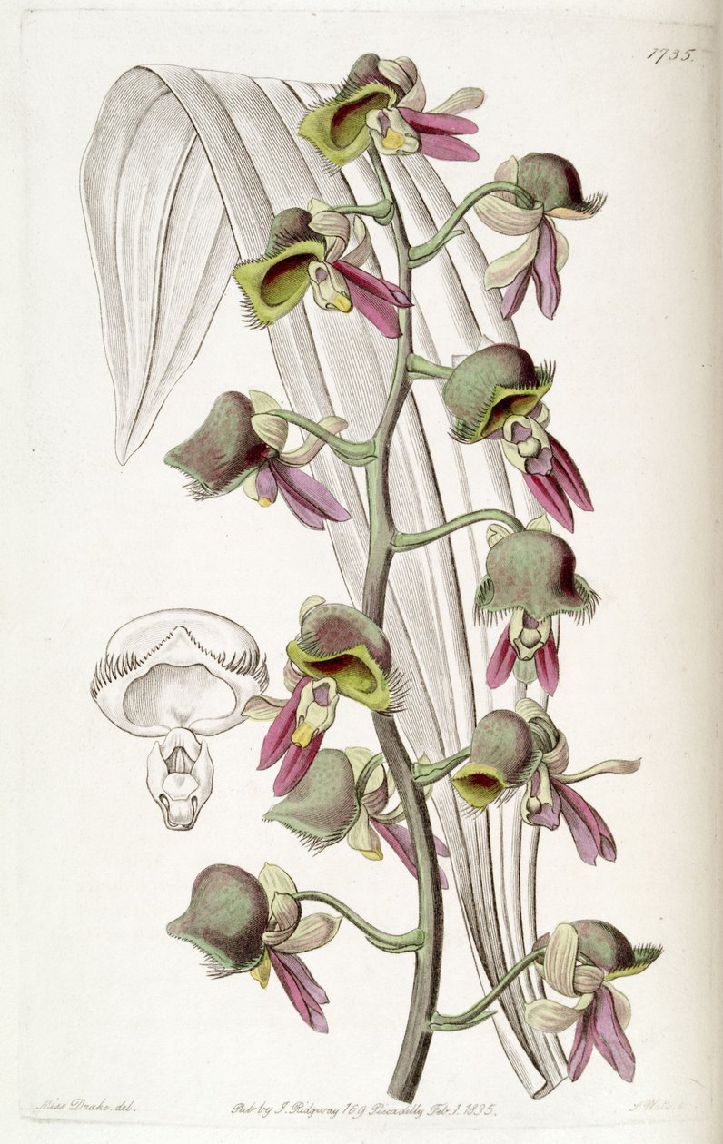 Catasetum discolor (syn. Monachanthus discolor) tekijältä Miss Drake