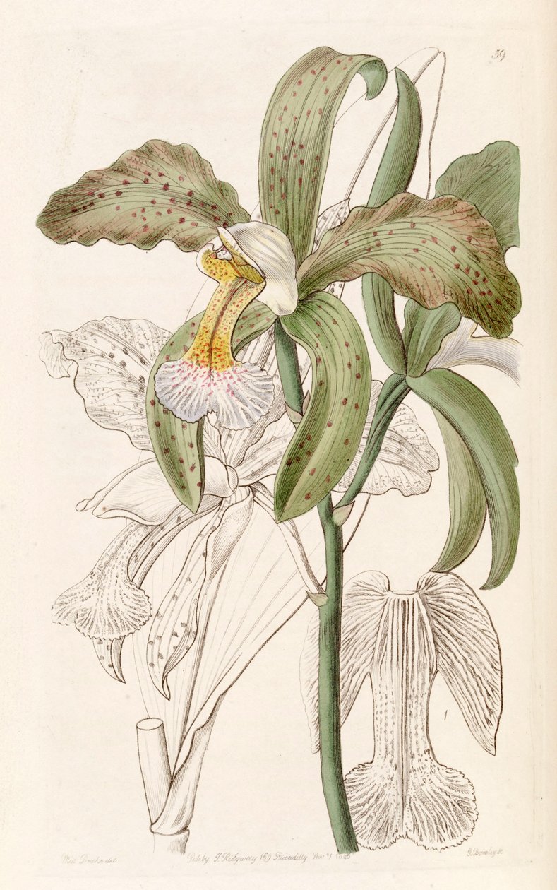 Cattleya granulosa (syn. Cattleya granulosa var. Russelliana) tekijältä Miss Drake