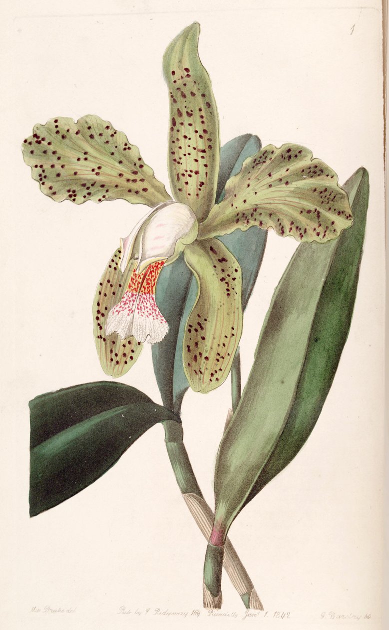 Cattleya granulosa tekijältä Miss Drake
