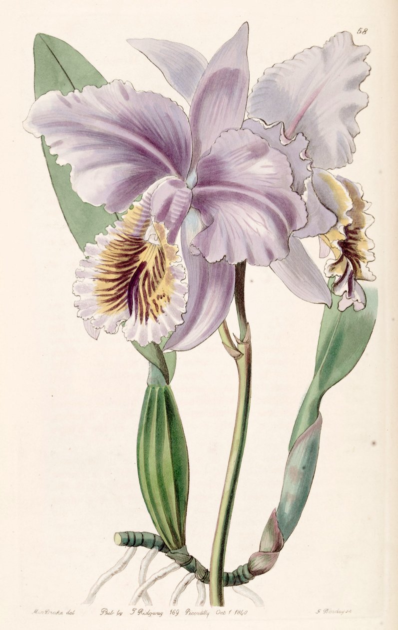 Cattleya mossiae (syn. Cattleya labiata var. Mossiae) tekijältä Miss Drake