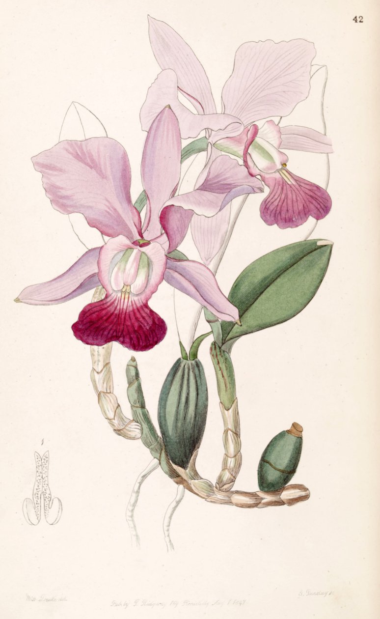Cattleya walkeriana (syn. Cattleya bulbosa) tekijältä Miss Drake