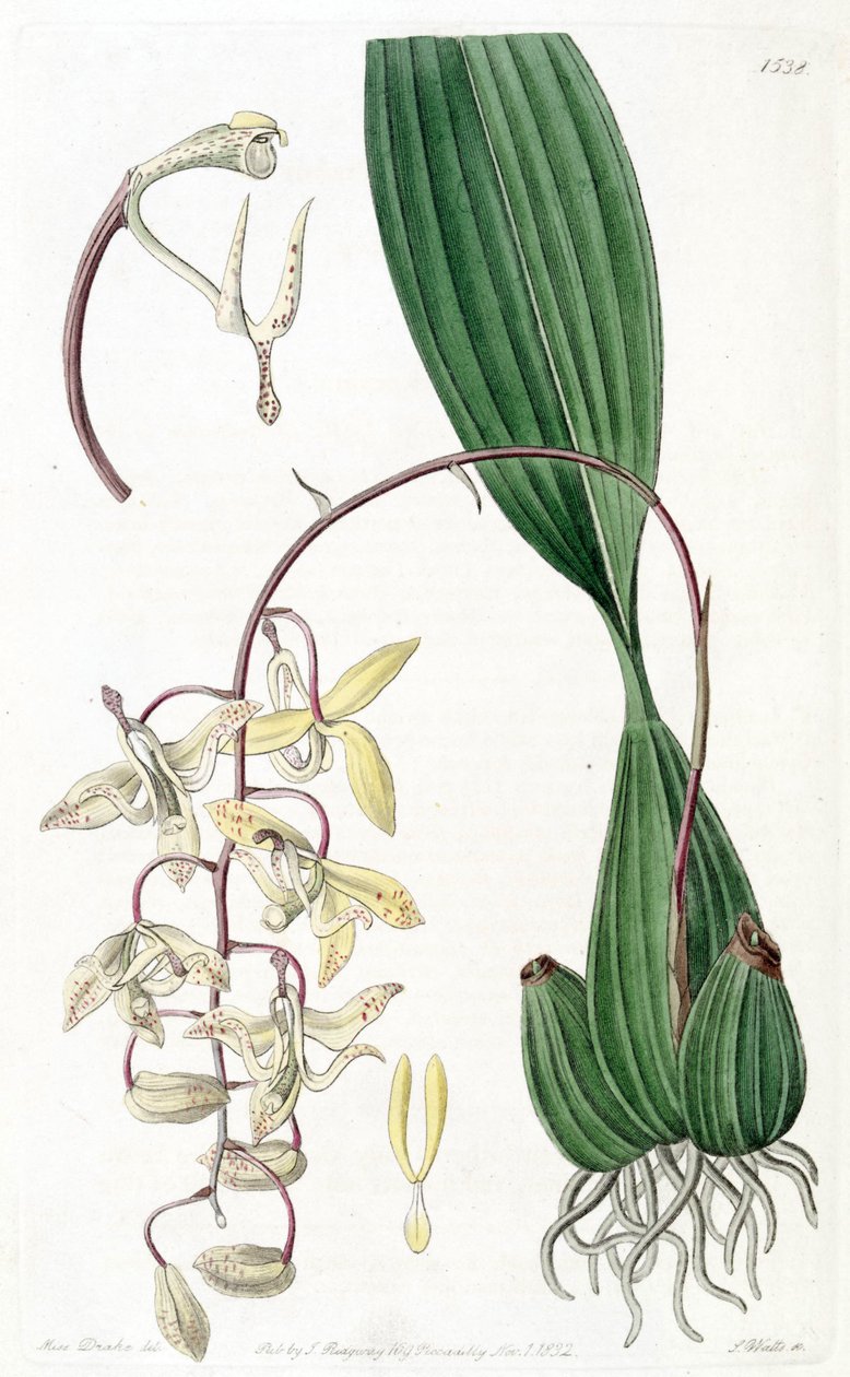 Cirrhaea loddigesii tekijältä Miss Drake